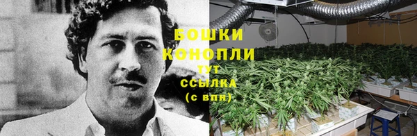 ГАЛЛЮЦИНОГЕННЫЕ ГРИБЫ Белокуриха